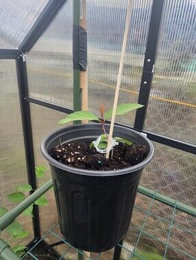 Strawberry Guava Tree Seedling Live Plant, Well Rooted